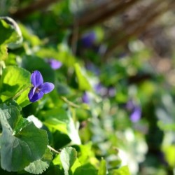 Spring sweet violets in the garden
